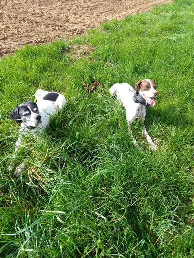 Hunderunde-Beitrag-Bild