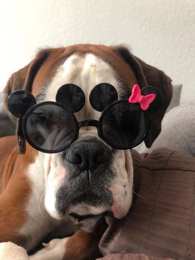 Deutsche Boxer-Beitrag-Bild