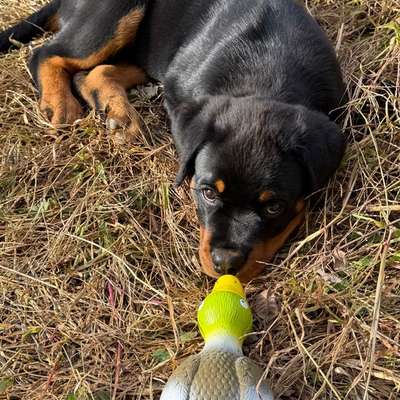 Hundetreffen-Spiel Freunde-Bild