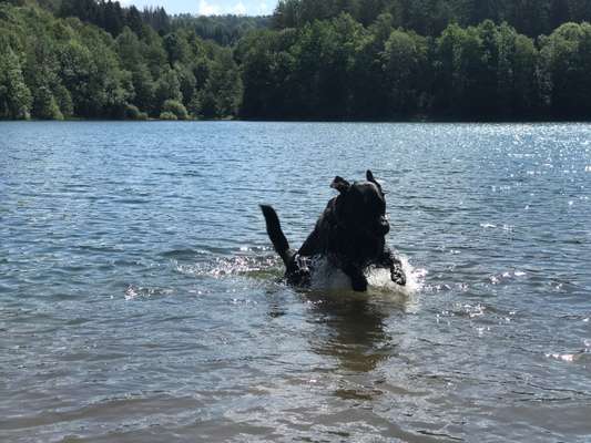 Challenge 41 - Mein Hund im Urlaub-Beitrag-Bild