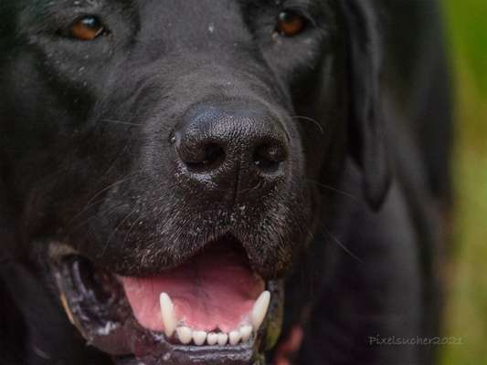 Fotochallange Nr. 57     PORTRÄT.   Beendet!!!!!!!!-Beitrag-Bild