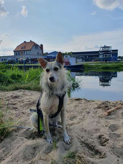 Hundetreffen-Hundefreunde gesucht-Bild