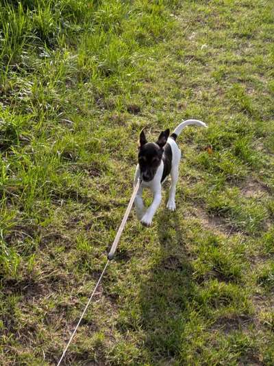 Hundetreffen-Spielrunde Welpen/Junghunde in und um Ortenberg-Bild