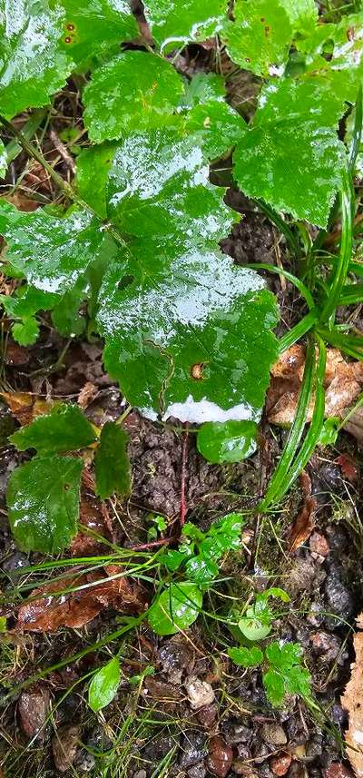 Giftköder-Giftköder-Bild