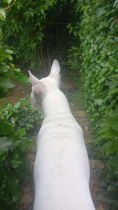 Bullterrier-Beitrag-Bild