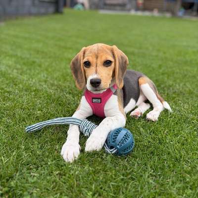 Hundetreffen-Welpentreffen-Bild