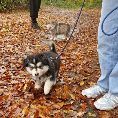 Hundetreffen-Suche Welpenkontakt in PLZ 56357