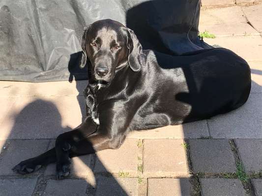 Labradorfans-Beitrag-Bild