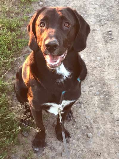 Labradorfans-Beitrag-Bild