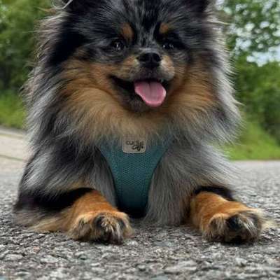 Hundetreffen-Treffen auf der hunde Weise merseburg wir freuen uns auf Spiel freunde für rocky oder Gassi runden-Bild