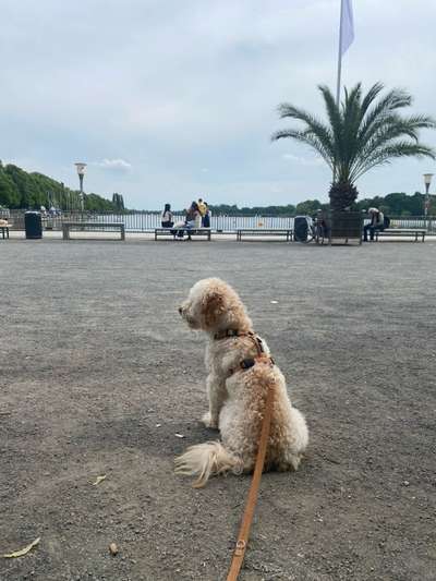 Hundetreffen-Uno freut sich auf neue Spielkameraden! 🐶-Bild