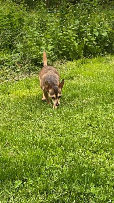 Hundetreffen-Hund-Bild