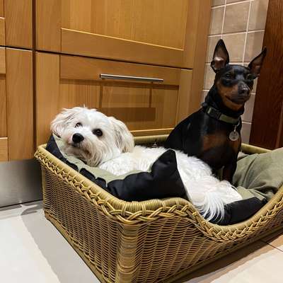 Hundetreffen-Kleine Hunde - Große Freude! 🐶-Bild