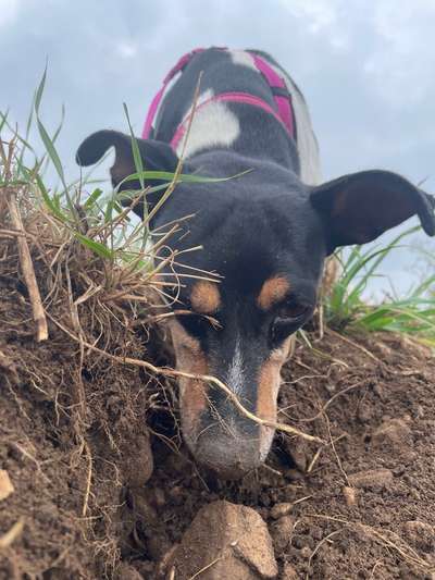 Dogorama Photo Challenge- Der Nase nach-Beitrag-Bild