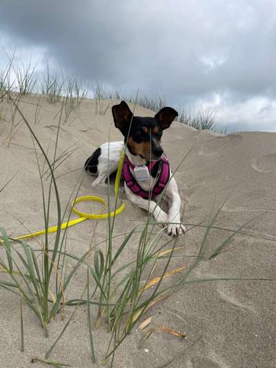 Dogorama Photo Challenge - Tierischer Urlaub-Beitrag-Bild