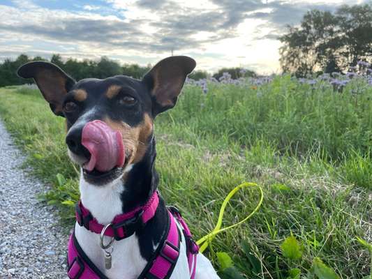 Tongue Out Tuesday-Beitrag-Bild