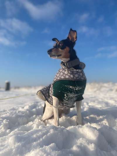 Foto Challenge Nr.: 114
Hunde im Schnee-Beitrag-Bild