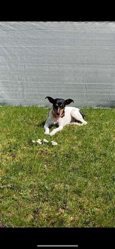 Die Dogorama Monats Challenge "Es grünt und blüht"-Beitrag-Bild