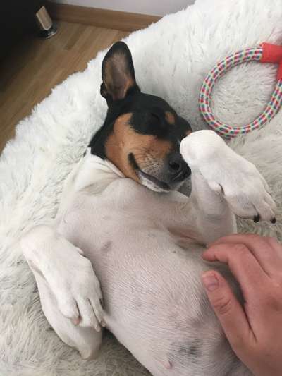 Hands,äh Pfoten up in the Air-Beitrag-Bild