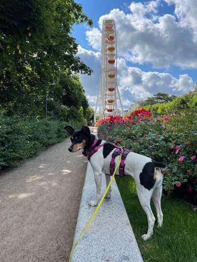 Dogorama Photo Challenge - Schattiges Plätzchen-Beitrag-Bild