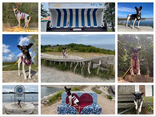 31. Collagen Challenge - Bänke/ Steine /Baumstümpfe-Beitrag-Bild