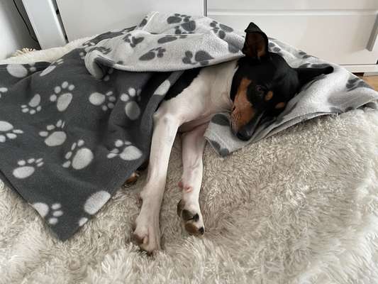 Dogorama Photo Challenge - Frühjahrsmüdigkeit-Beitrag-Bild