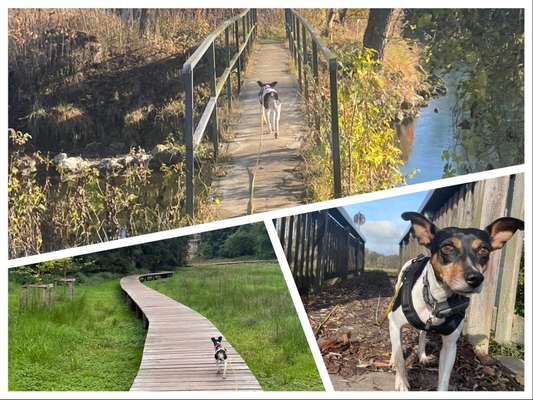 19. Collagen Challenge - Brücken-Beitrag-Bild