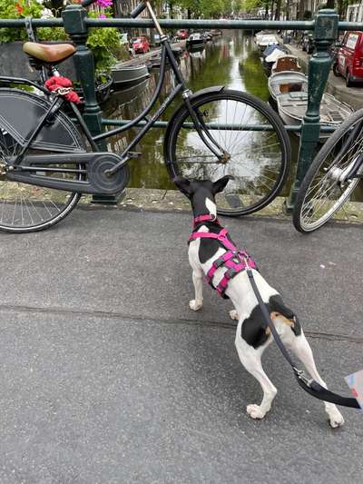 Dogorama Photo Challenge - Brücken-Beitrag-Bild