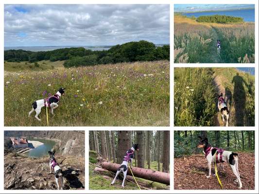 29. Collagen Challenge - Wandern mit Hund-Beitrag-Bild