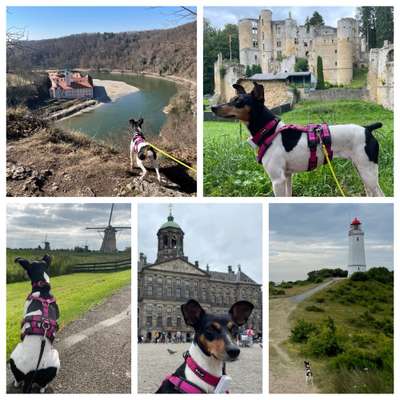 9. Collagen-Challenge 
Mein Hund und Kirchen, Ruinen, Schlösser, Burgen etc...-Beitrag-Bild