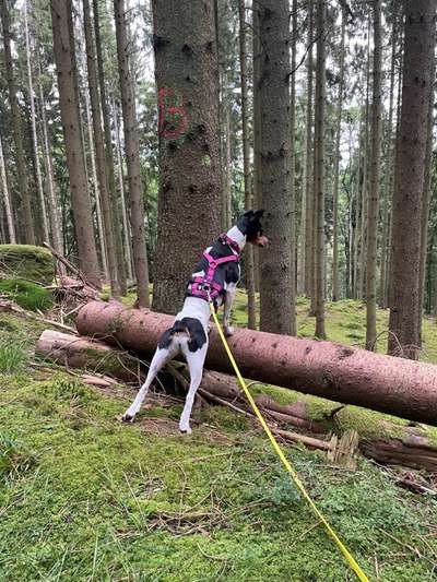 Immer der Nase nach - die schönsten Jagdhund-Bilder-Beitrag-Bild