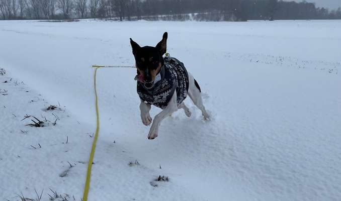 Fotochallenge 66 ~ Rennaction -Zeig deinen Hund im Lauf-Beitrag-Bild