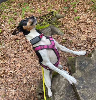 Dogorama Photo Challenge - Fail/Outtakes-Beitrag-Bild