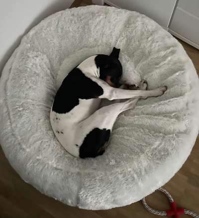 Dogorama Photo Challenge - Zeit ins Bett zu gehen-Beitrag-Bild