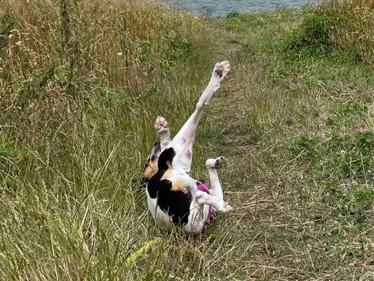 Dogorama Photo Challenge - Wälzen-Beitrag-Bild