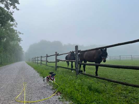 Dogorama Photo Challenge - Apportieren-Beitrag-Bild