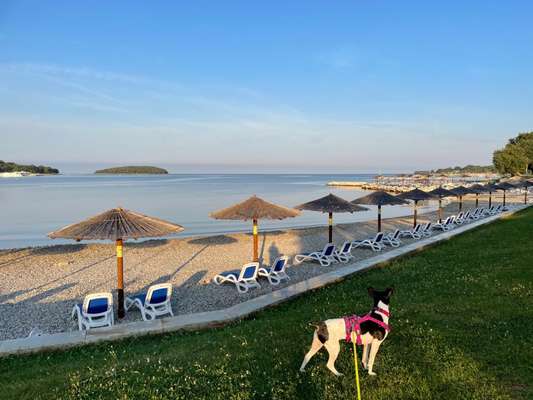 Dogorama Photo Challenge - schönster Gassiausblick-Beitrag-Bild