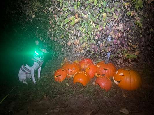 Dogorama Photo Challenge - Kürbis-Beitrag-Bild