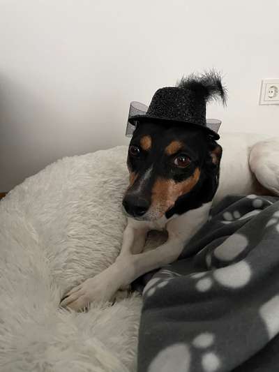 grumpy dog 😅-Beitrag-Bild