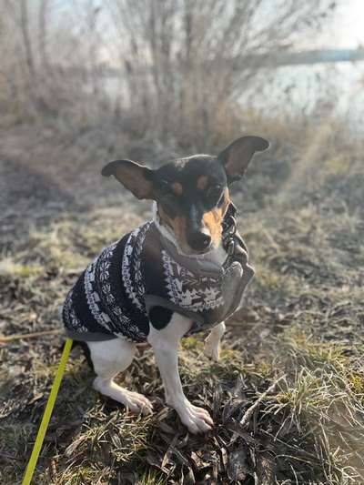 Dogorama Photo Challenge - Portrait-Beitrag-Bild