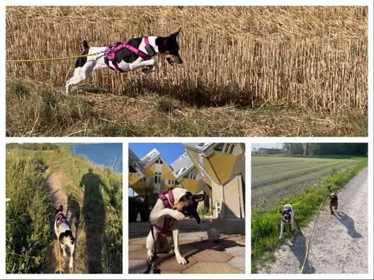 43. Collage Challenge - Schattenspiele-Beitrag-Bild