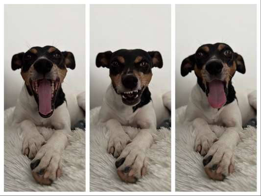 20. Collagen Challenge - "Lustige Schnappschüsse"-Beitrag-Bild