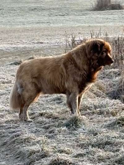 Herdenschutzhunde-Beitrag-Bild