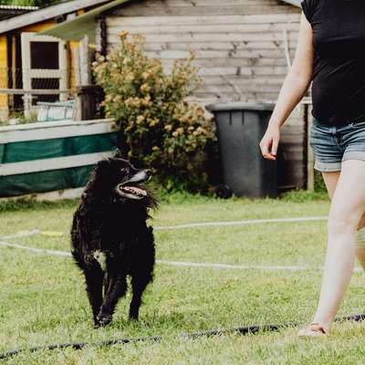 Giftköder-Angebote Hundeschule Tail Titans Hof-Bild