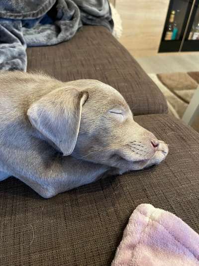 Fotochallenge - fremde Hunde-Beitrag-Bild