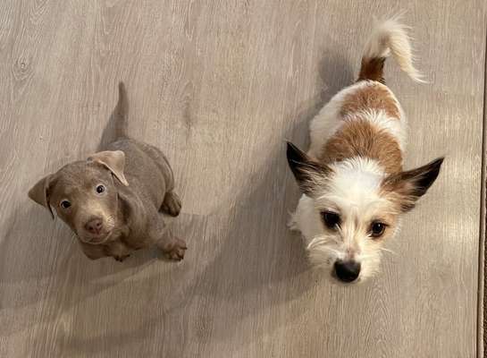 Fotochallenge - fremde Hunde-Beitrag-Bild