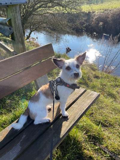 Jack Russel-Beitrag-Bild