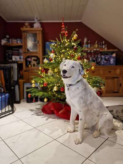 Dogorama Photo Challenge - Weihnachtsbaum-Beitrag-Bild