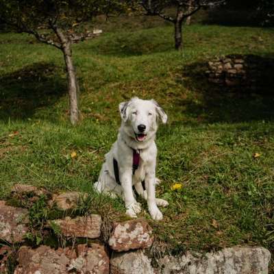 Hundetreffen-Kennenlern-Gassirunde-Bild