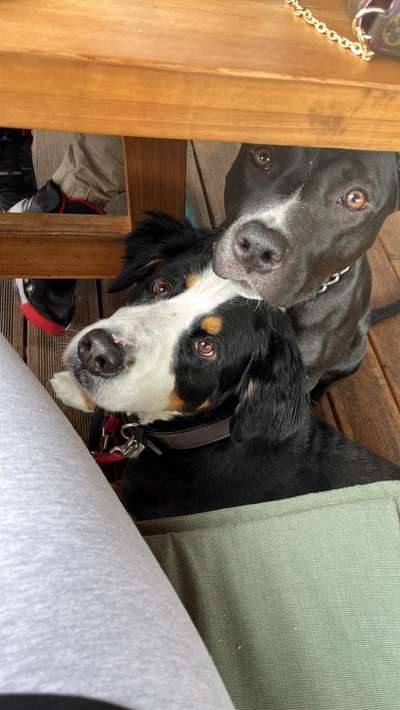 Berner Sennen-Beitrag-Bild